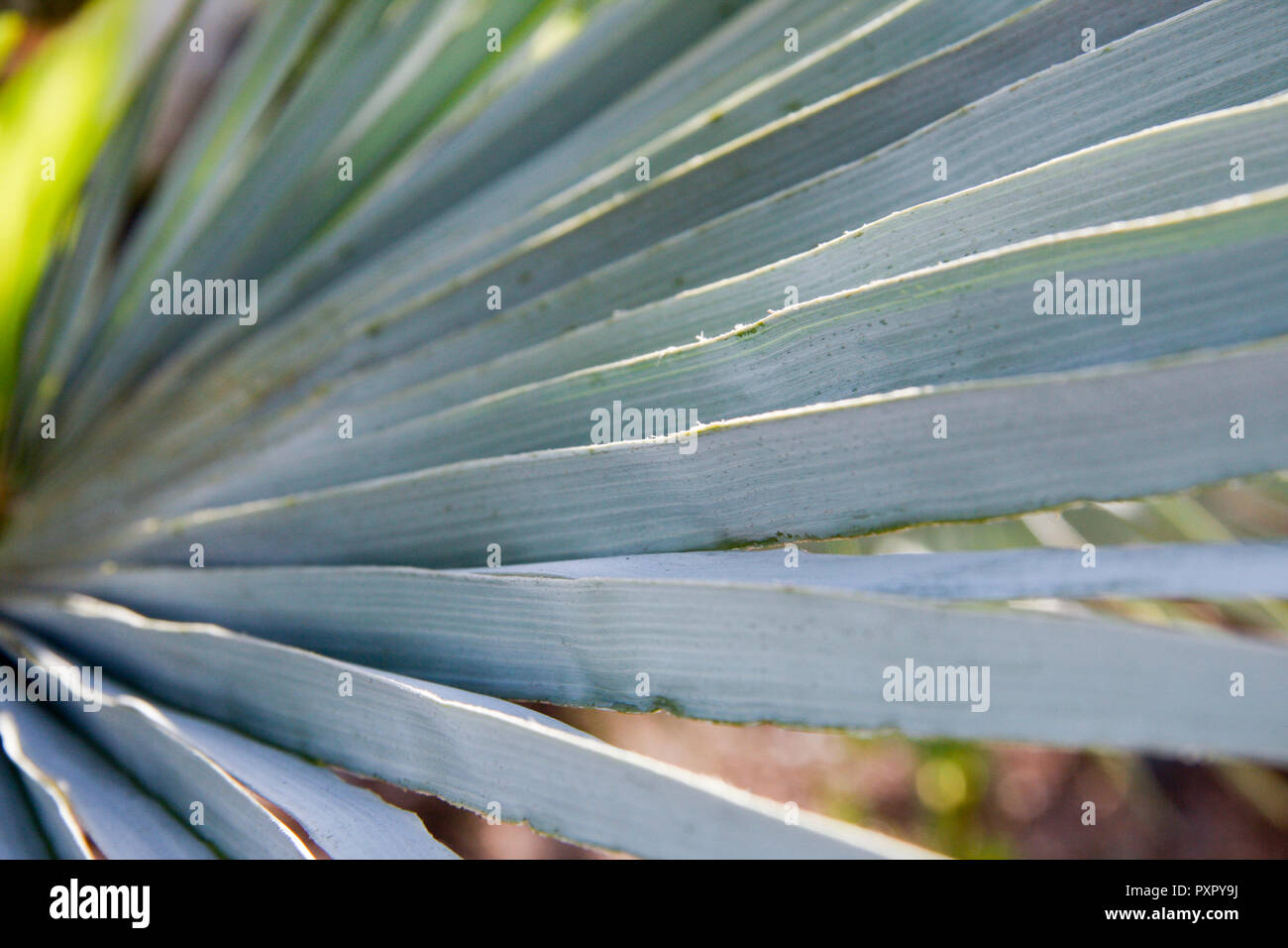 Close up abstract image of fronds of Chamaerops Humilis (European Fan Palm) Stock Photo