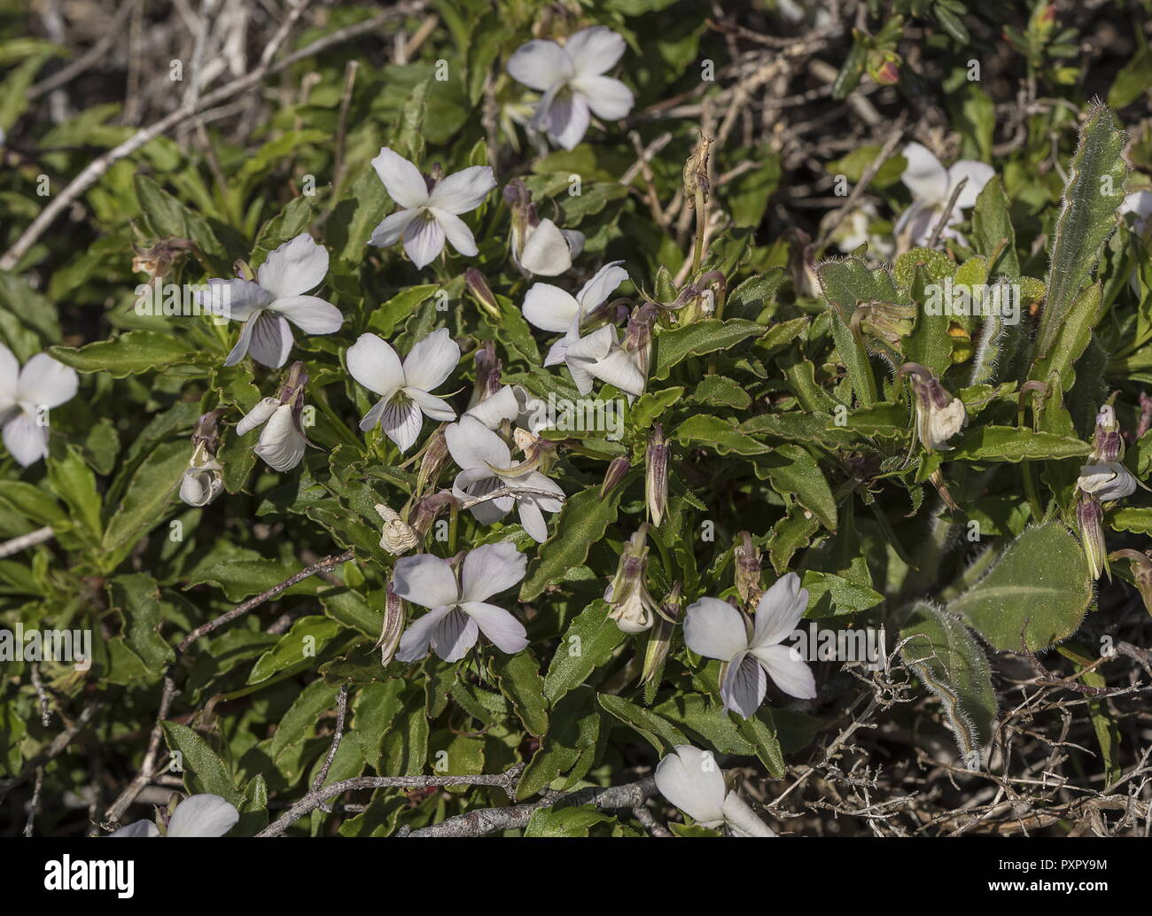 Shrubby violet, Viola arborescens, in flower at Cape St Vincent, Portugal. Stock Photo