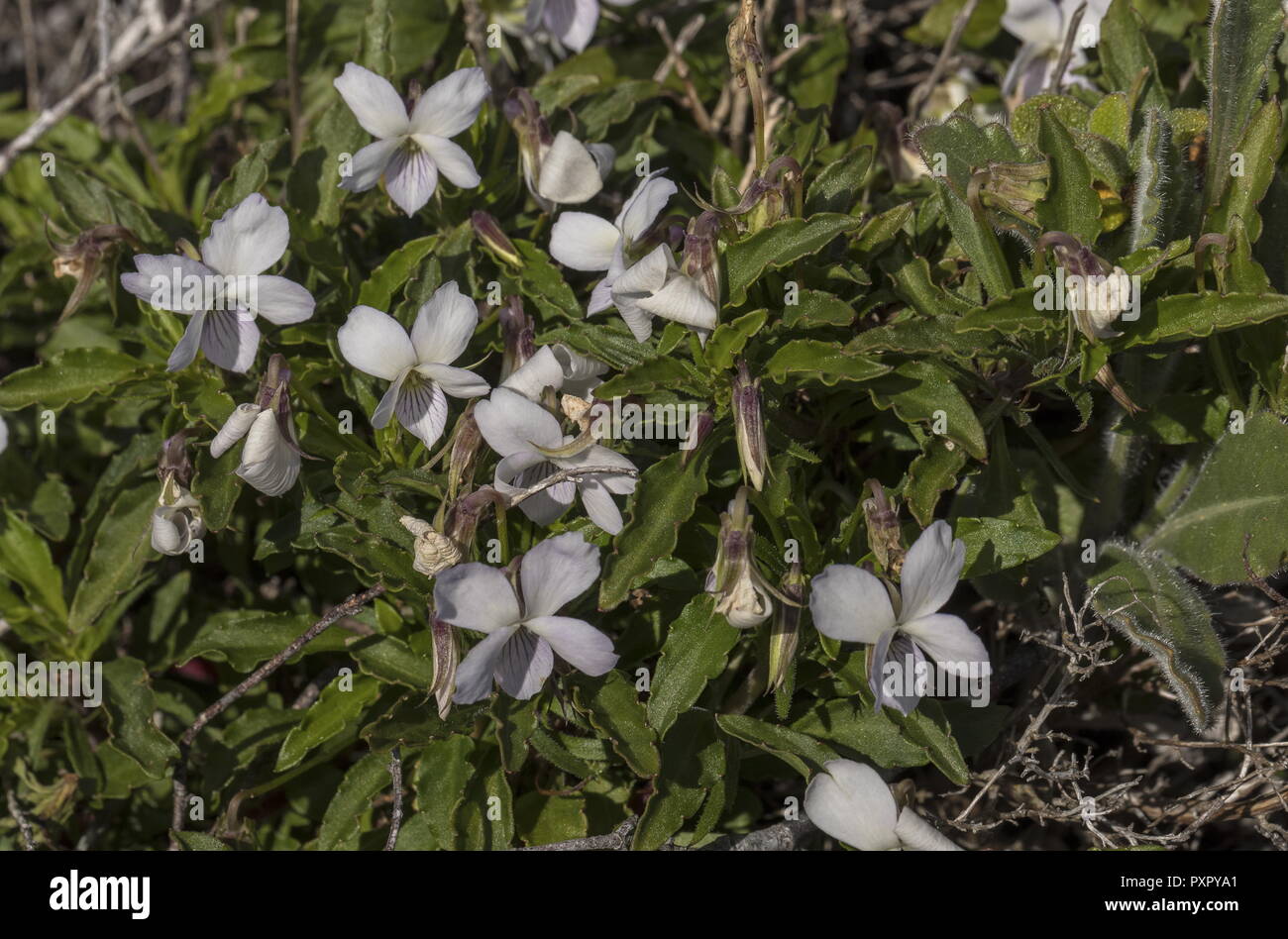 Shrubby violet, Viola arborescens, in flower at Cape St Vincent, Portugal. Stock Photo