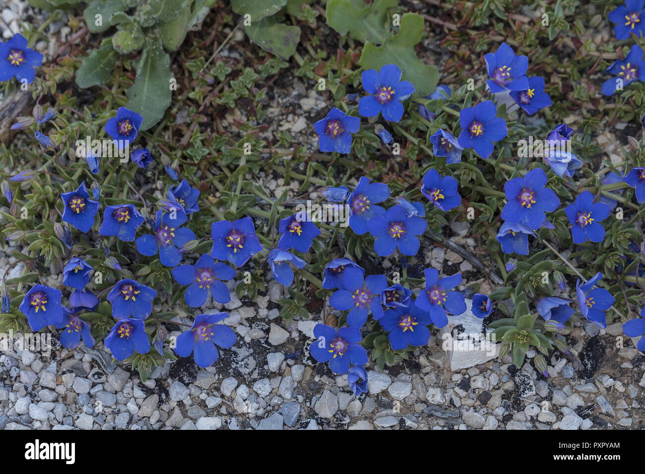 Blue pimpernel, Lysimachia monelli, in flower at Cape St Vincent, Portugal. Stock Photo