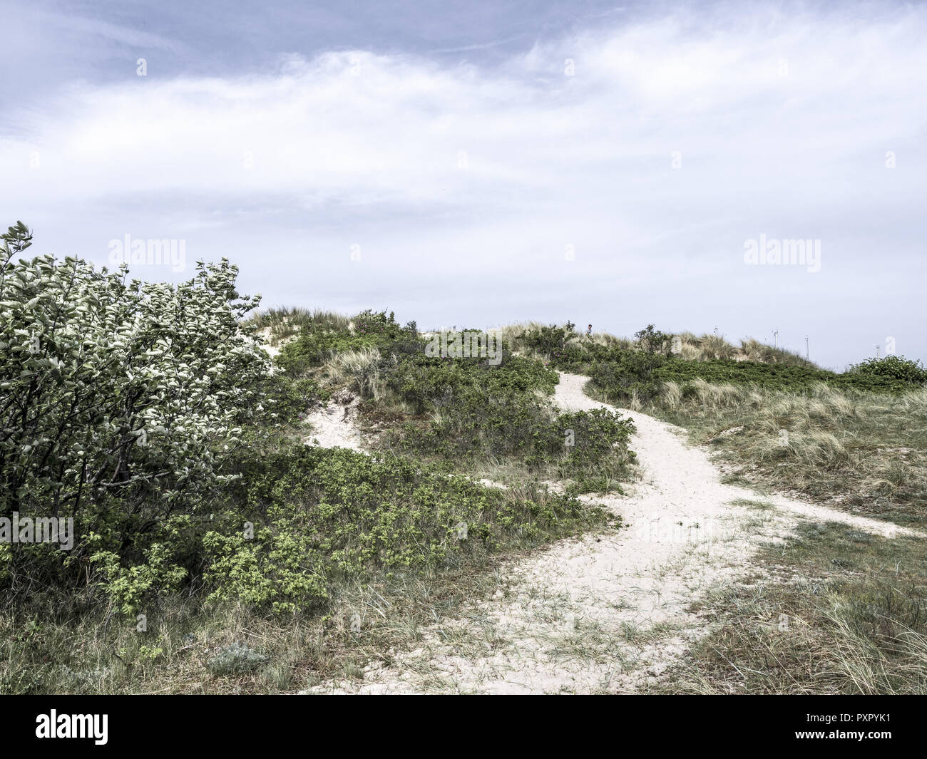 Sand Dunes at Hornbaek, Denmark, Scandinavia Stock Photo Alamy