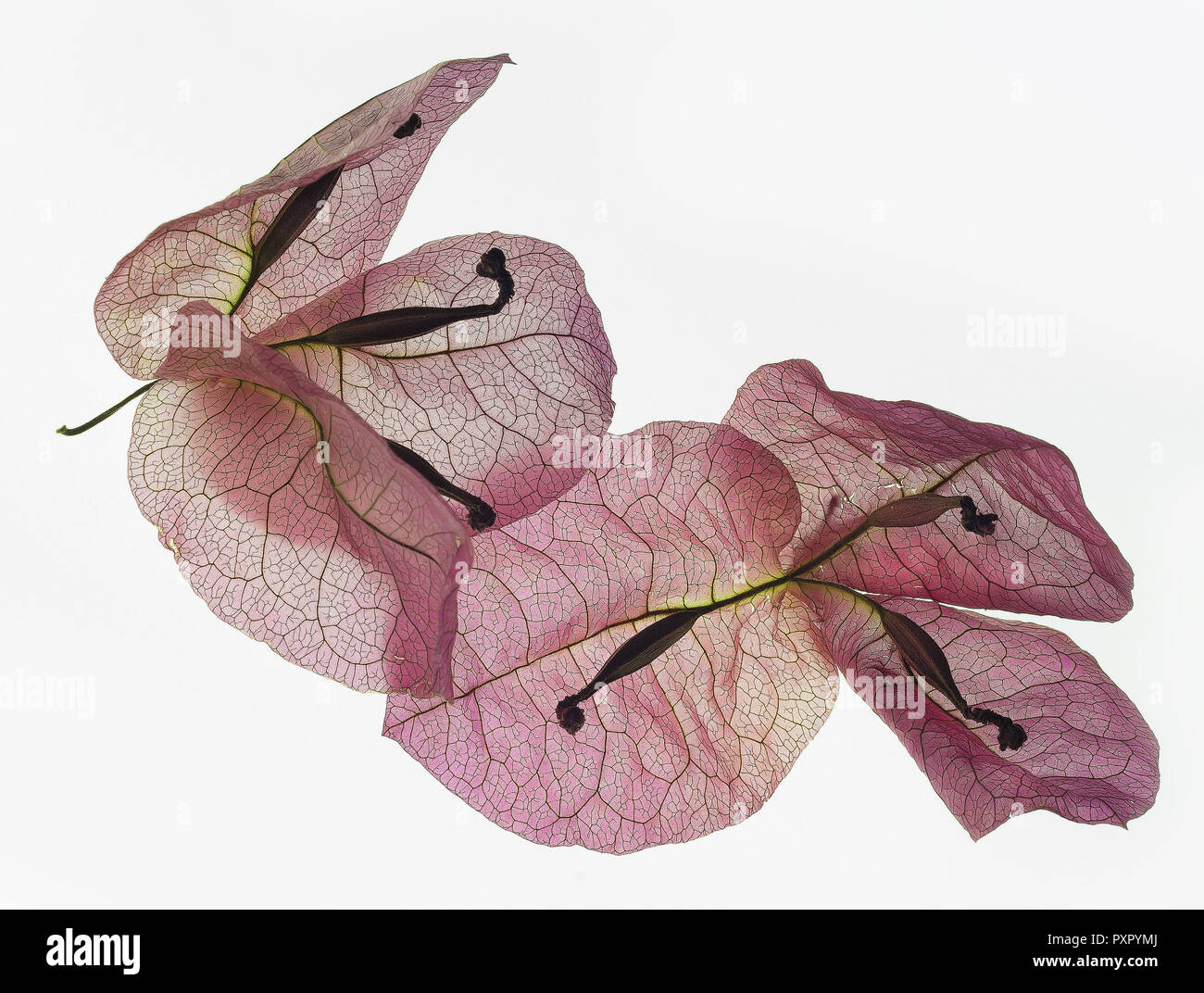 Transparencies of dried flowers of Bougainvillea glabra sanderiana Stock  Photo - Alamy