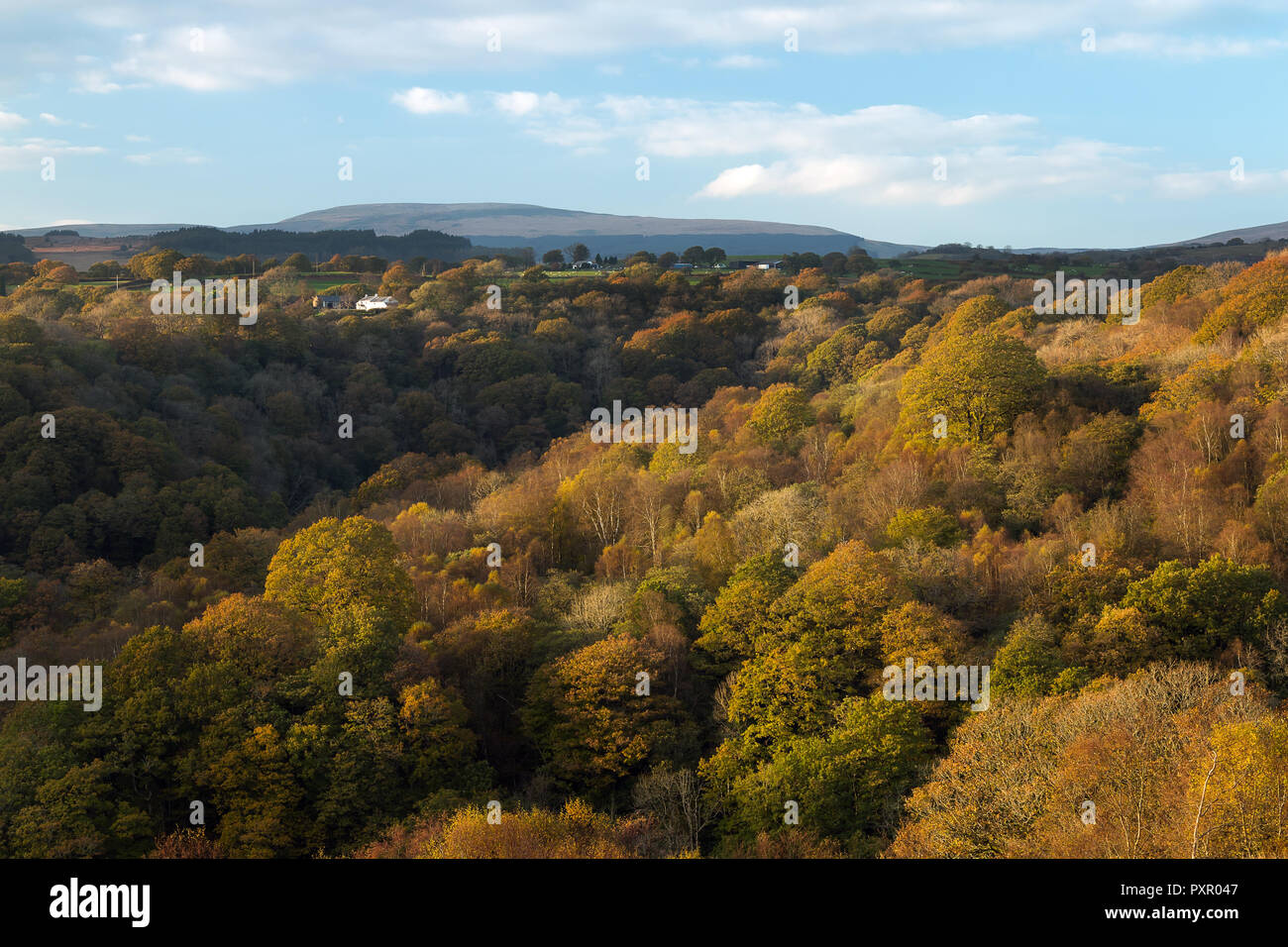 Autumn colour in a valley of deciduous woodland, Brecon Beacons, October 2018 Stock Photo