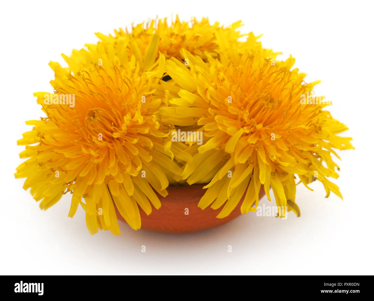 Medicinal dandelion in a bowl over white background Stock Photo