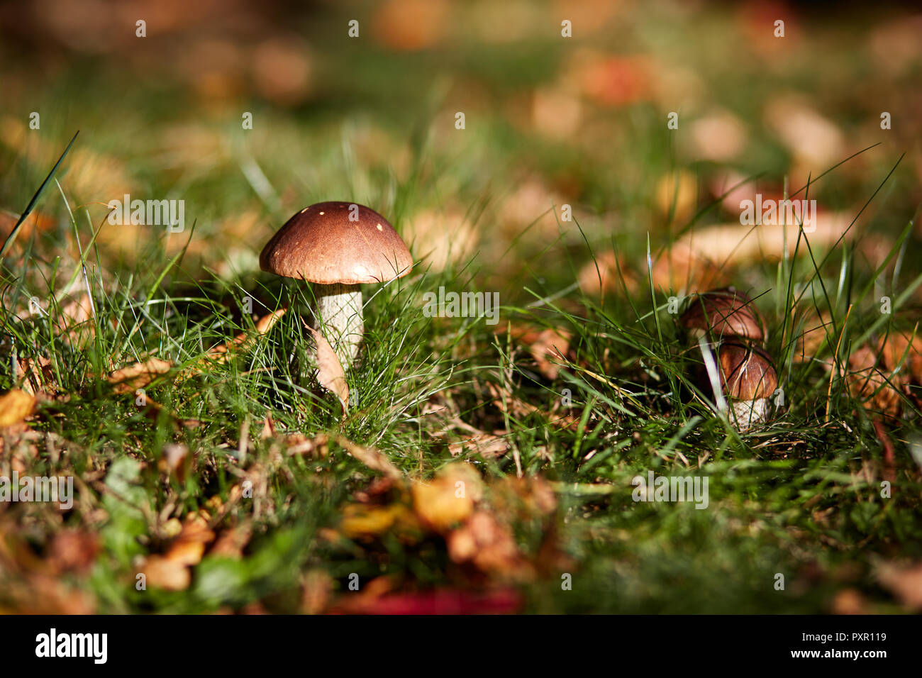Edible brown mushrooms grow in the woods- Leccinum scabrum Stock Photo