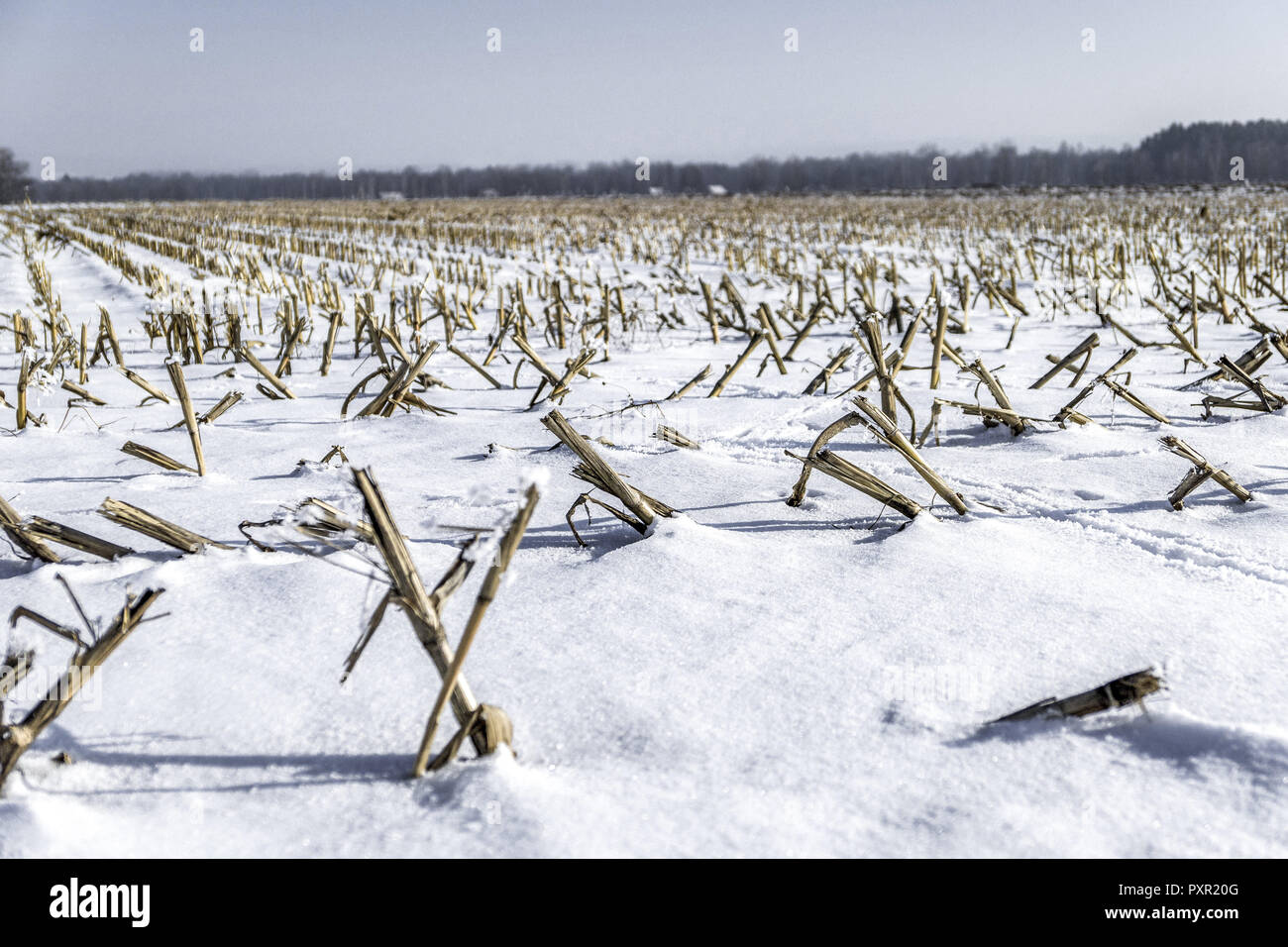 Harvested corn field in winter hires stock photography and images Alamy