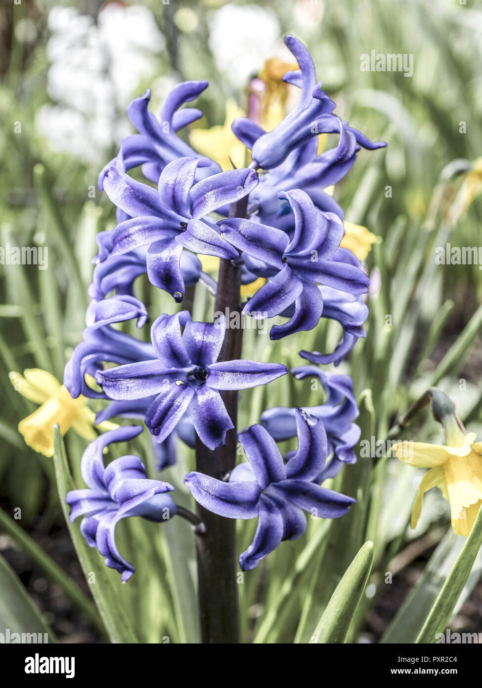 Blaue Gartenhyazinthe, Hyazinthe (Hyacinthus), Familie der Spargelgewächse (Asparagaceae) Stock Photo
