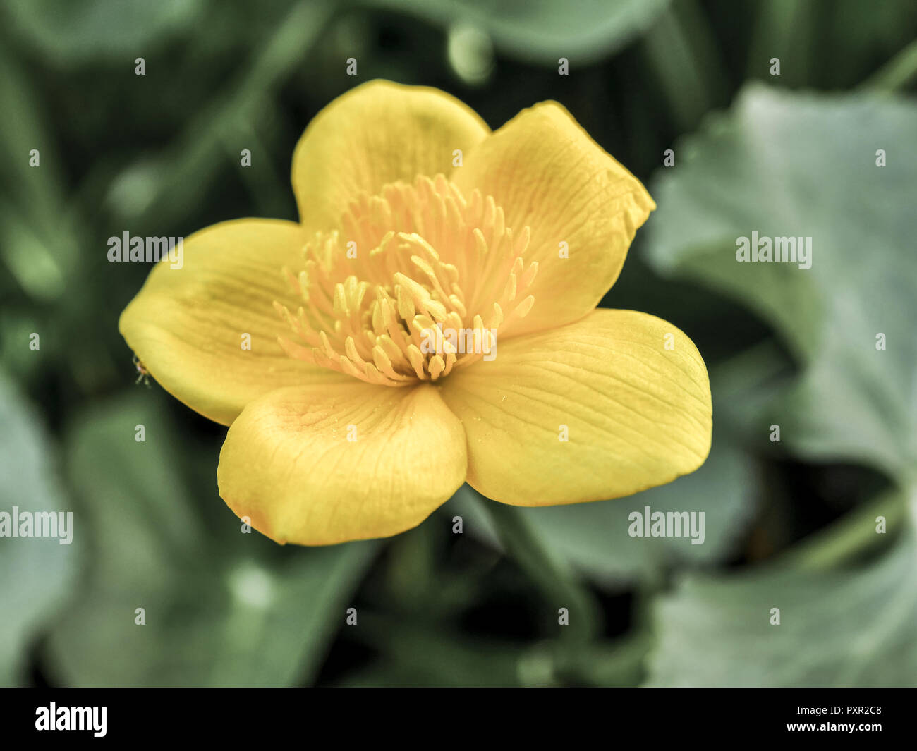 Blooming Kingcup or Marsh Marigold Stock Photo