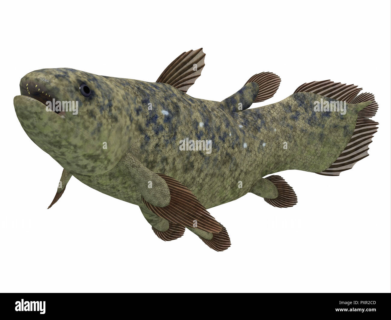 Coelacanth Fish Side Profile - The Coelacanth fish was thought to be extinct but was found to be a still living species. Stock Photo