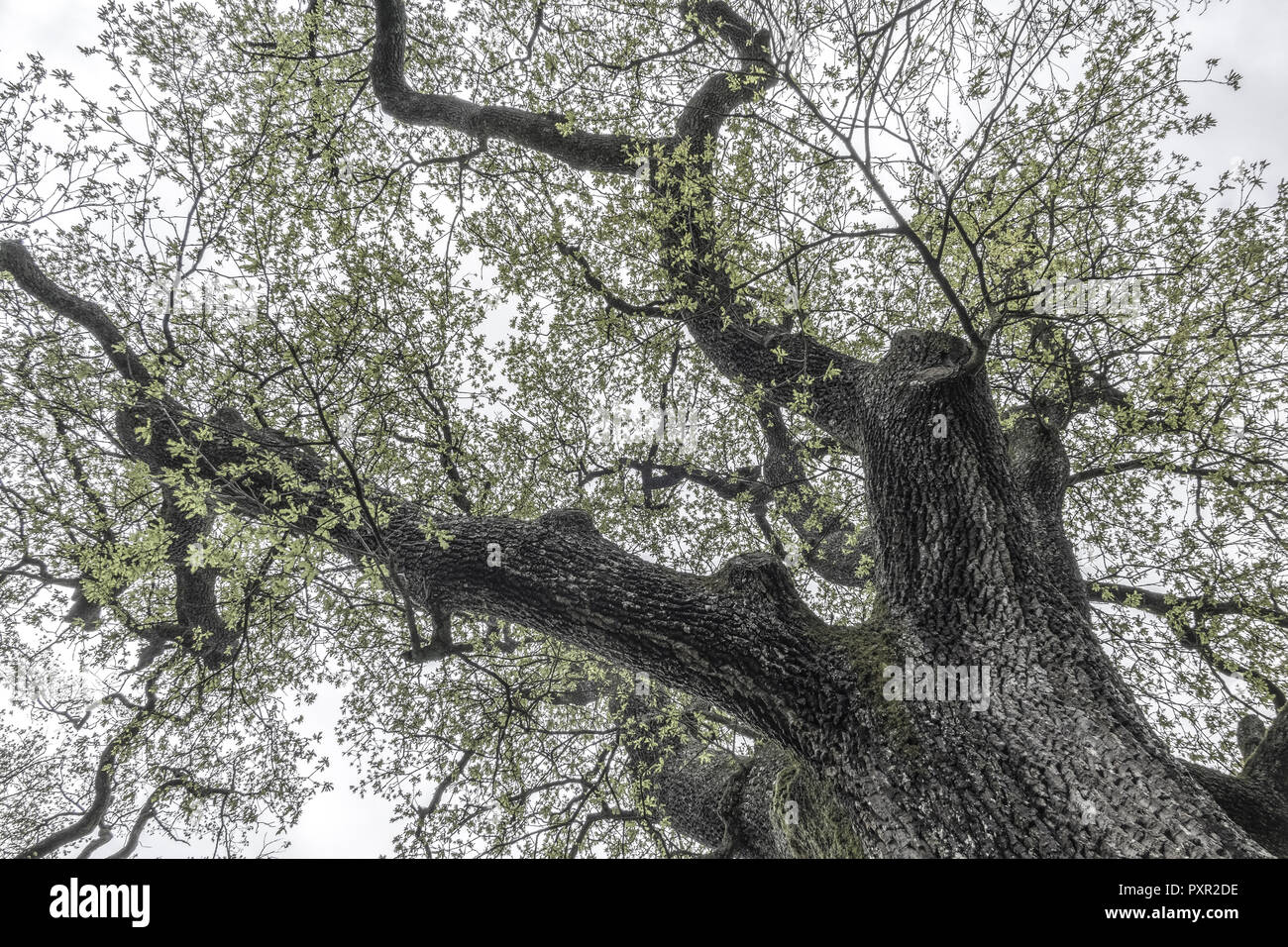 Tree, oak tree in spring Stock Photo