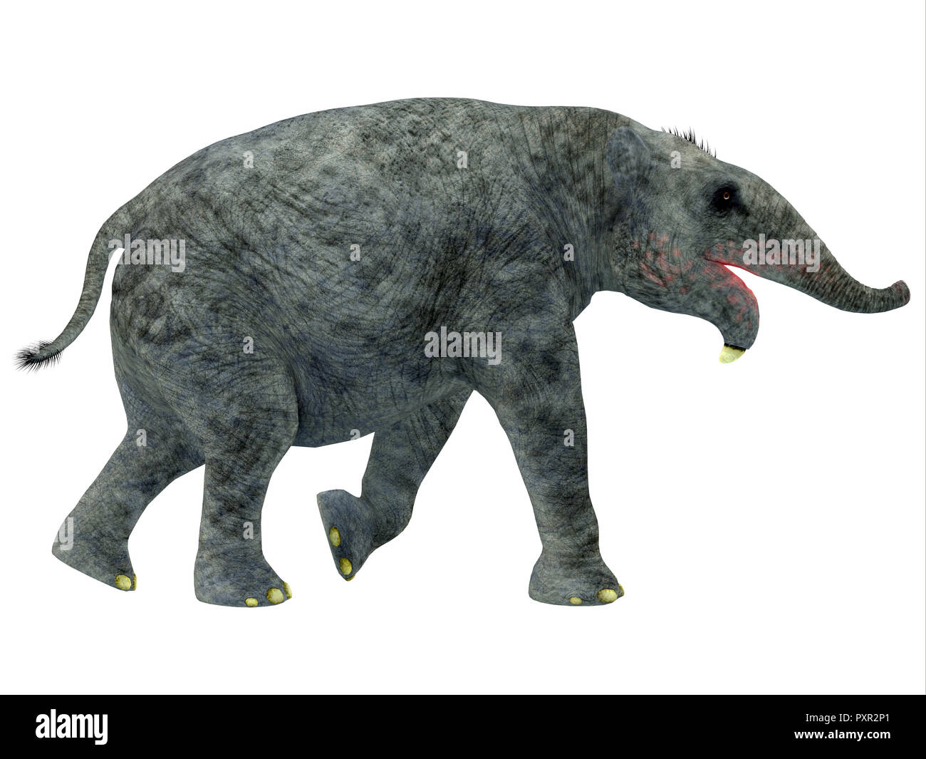 Deinotherium Young Mammal - Deinotherium was an elephant mammal that lived in Asia, Africa and Europe during the Miocene and Pleistocene Period. Stock Photo