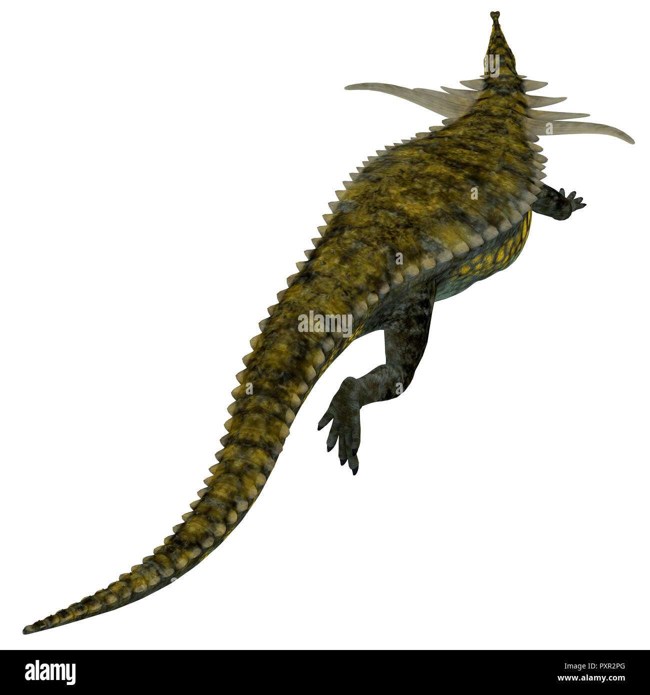Desmatosuchus Dinosaur Tail - Desmatosuchus was an armored herbivorous dinosaur that lived in Texas and Arizona during the Triassic Period. Stock Photo