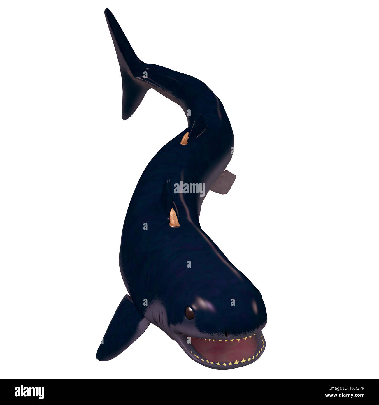 Devonian Cladoselache Shark -The Cladoselache was a carnivorous early shark that lived in the inland seas of North America during the Devonian Period. Stock Photo