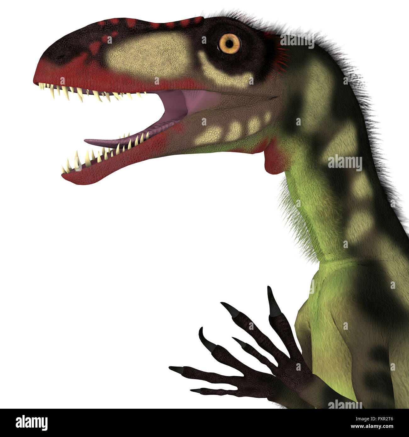 Dilong Dinosaur Head - Dilong was a carnivorous small theropod dinosaur that lived in China during the Cretaceous Period. Stock Photo