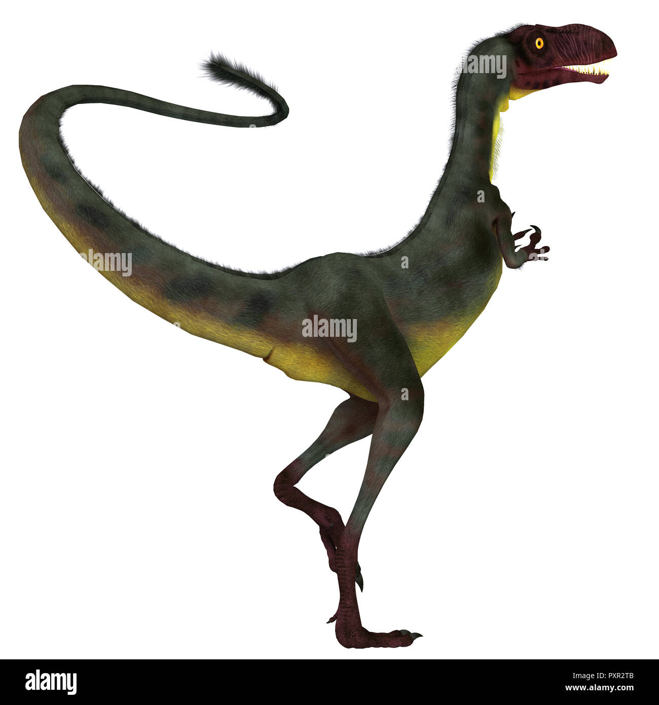 Dilong Dinosaur Tail - Dilong was a carnivorous small theropod dinosaur that lived in China during the Cretaceous Period. Stock Photo