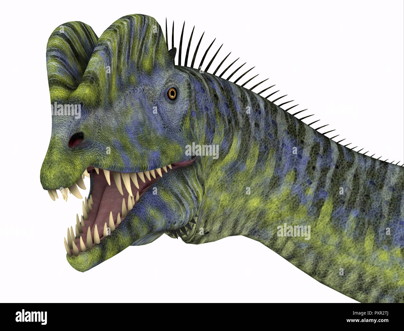 Dilophosaurus Dinosaur Head Dilophosaurus was a large carnivorous theropod dinosaur that lived