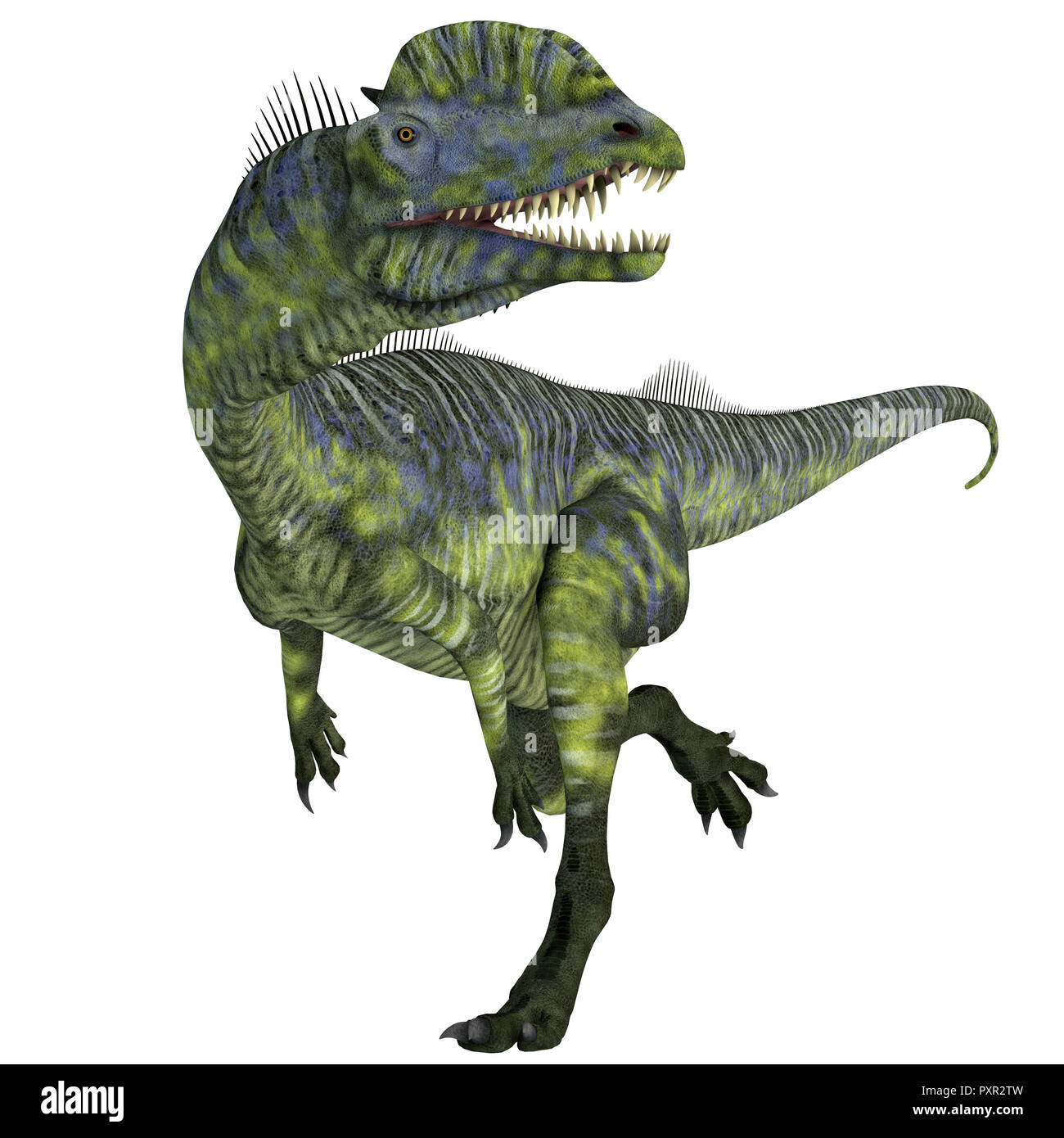 Dilophosaurus Dinosaur Running - Dilophosaurus was a large carnivorous  theropod dinosaur that lived in Arizona, USA during the Jurassic Period  Stock Photo - Alamy, image size:1300x1390