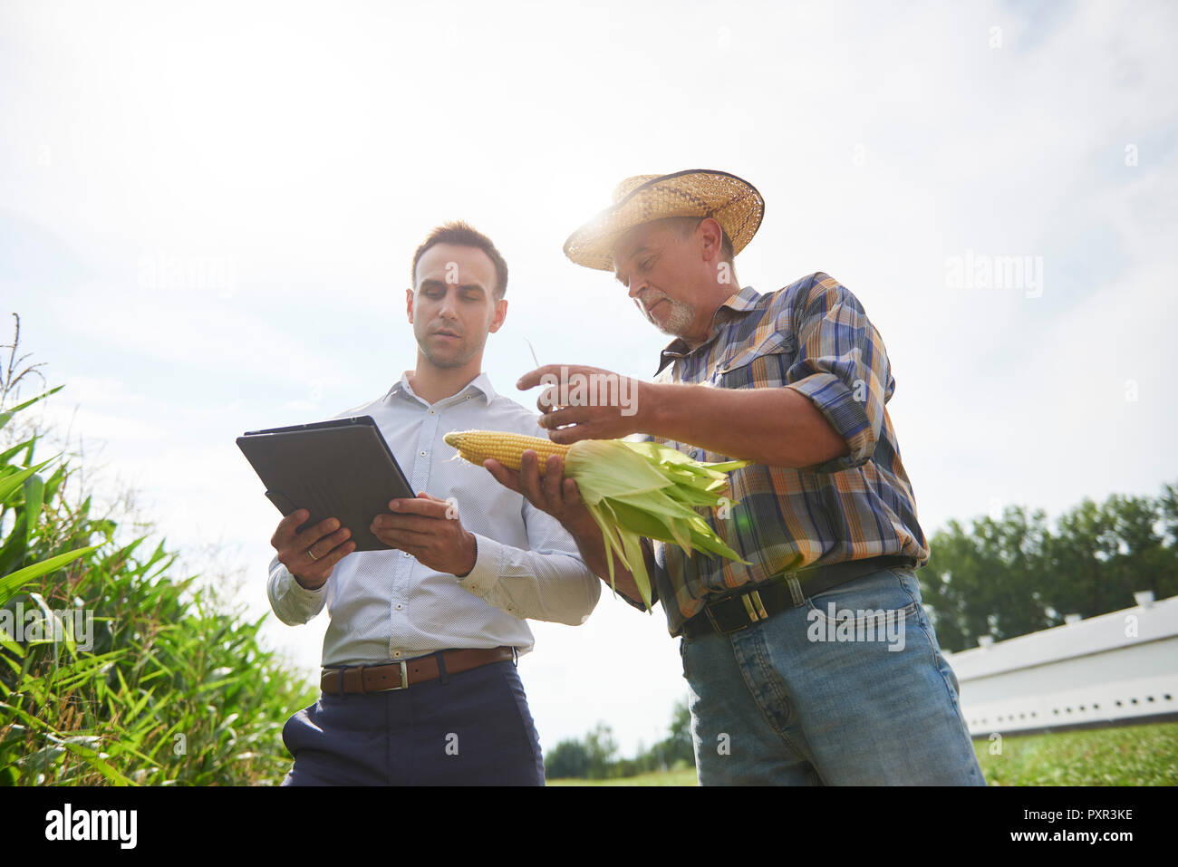 Farmer and businessman with tablet and corn cob on the field Stock Photo