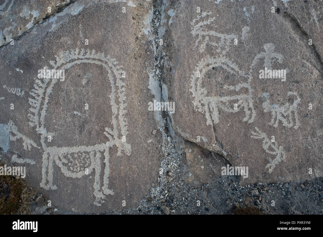 Petroglyphs ( Tajikistan). They represent ibexes. Stock Photo