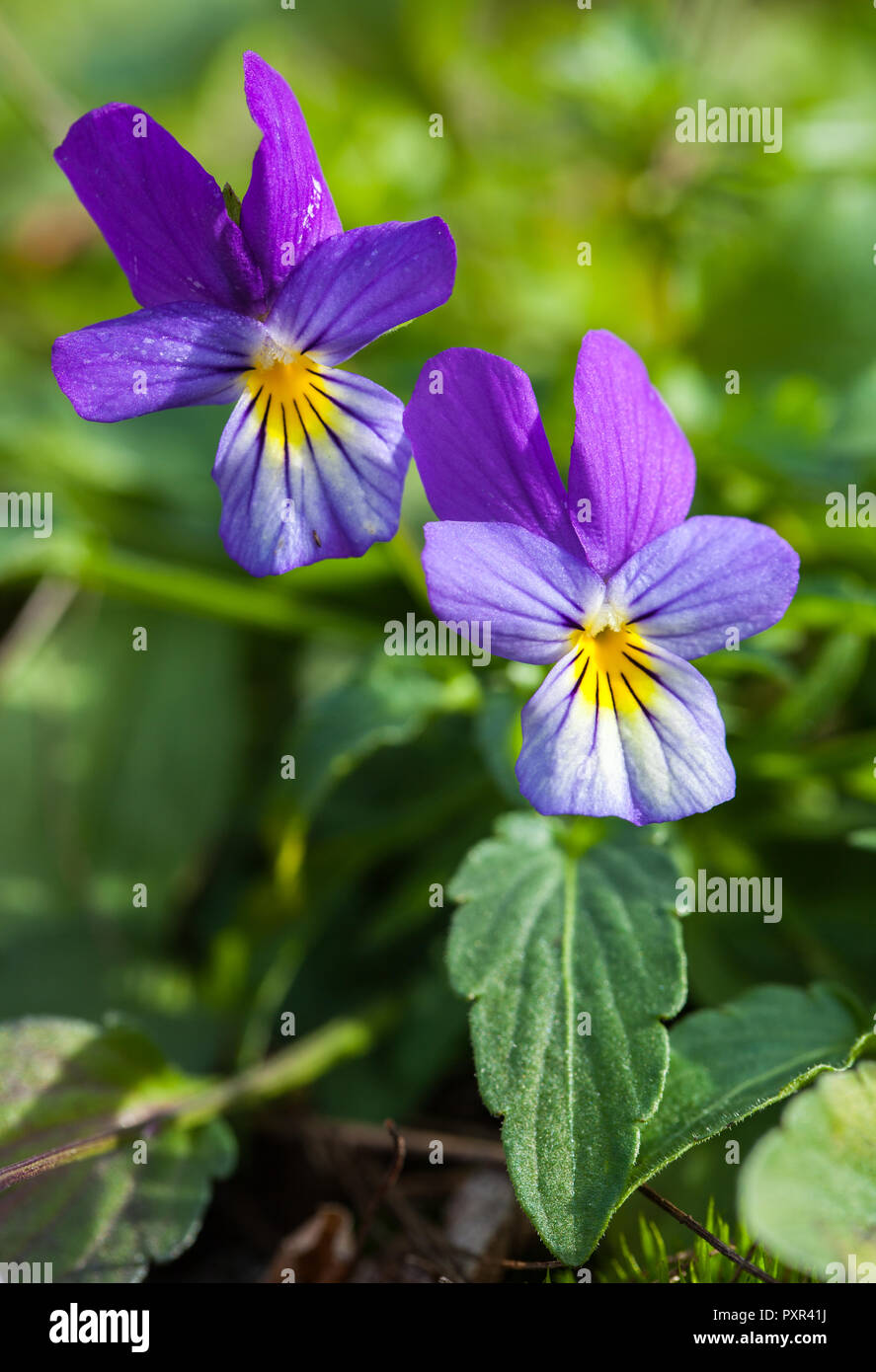 Hearts delight (Viola tricolor) Stock Photo