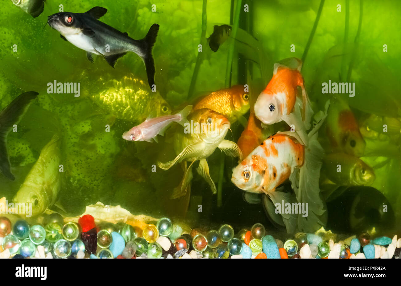 Goldfish Aquarium Wallpaper Stock Photo