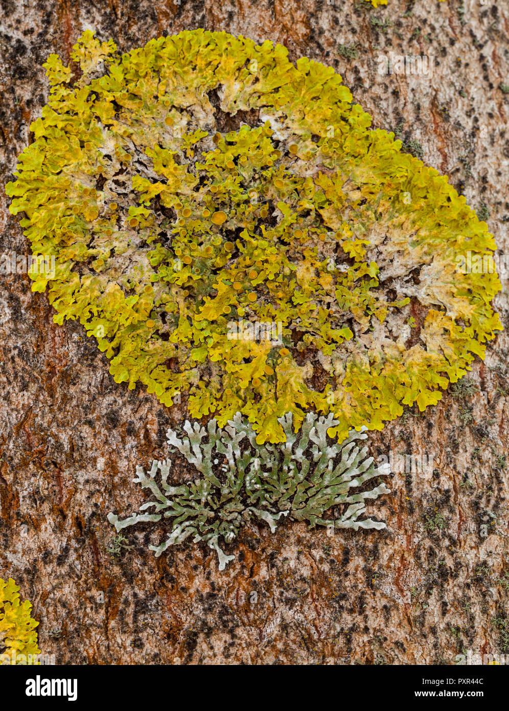 Common orange lichen growth (Xanthoria parietina) Stock Photo