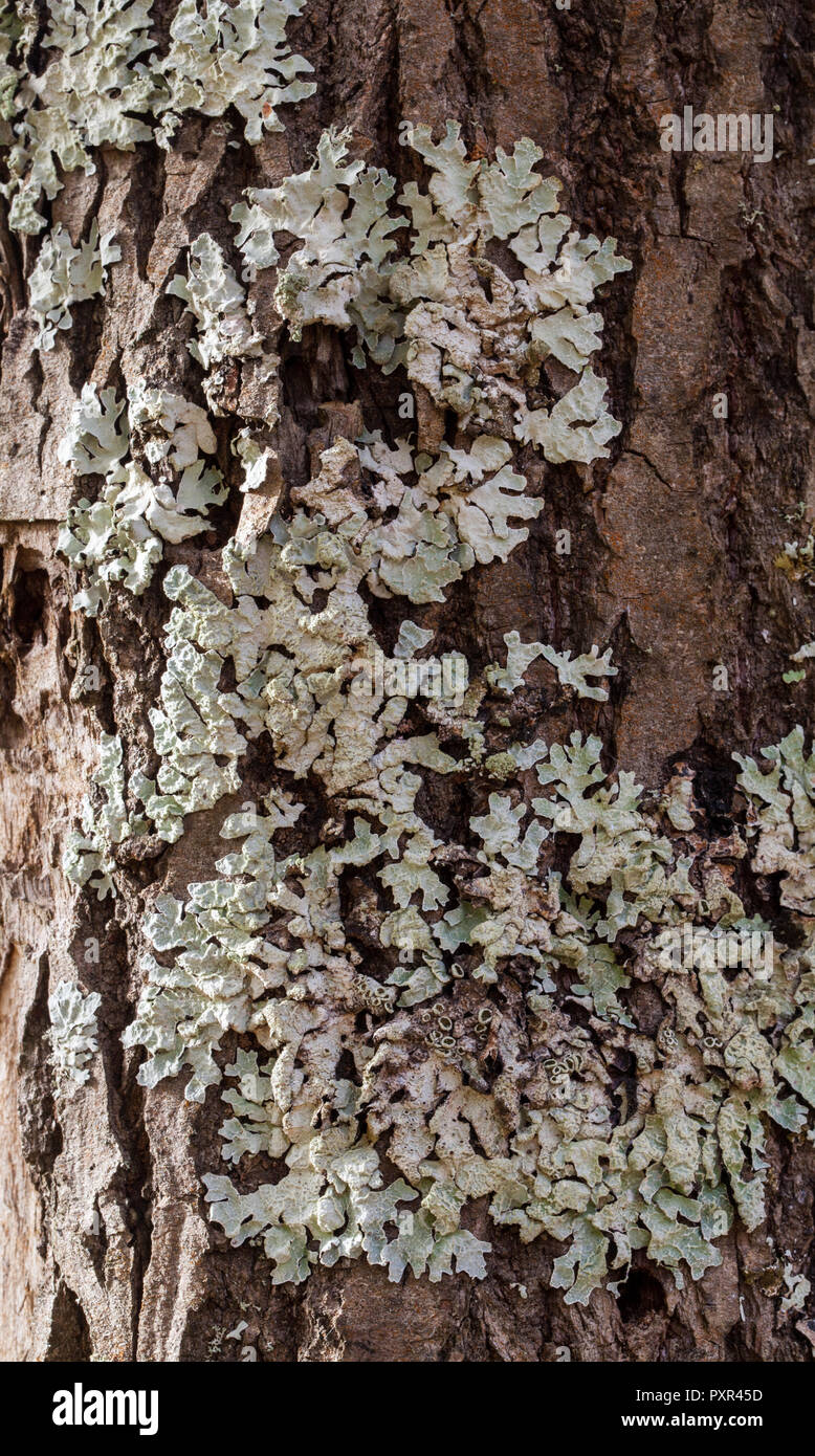 Shield lichen growth (Parmelia sulcata) Stock Photo