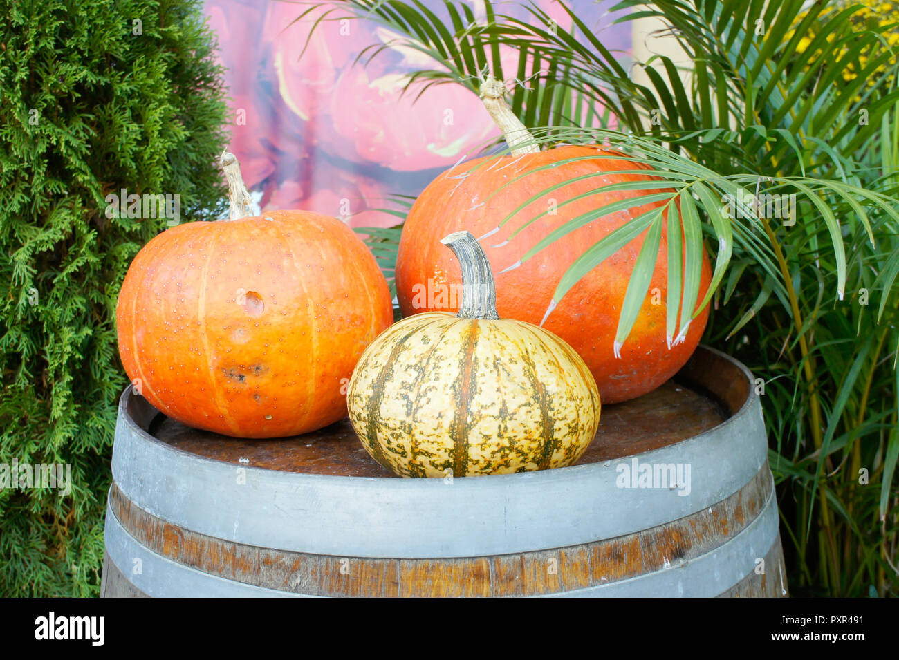 A display of pumpkins on a wooden barrel outside a building Stock Photo