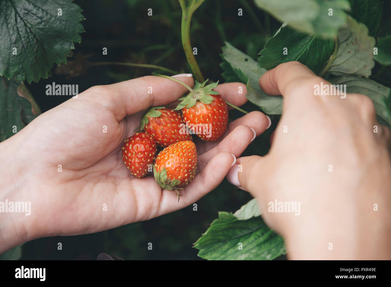 Young woman harvesting strawberries Stock Photo - Alamy