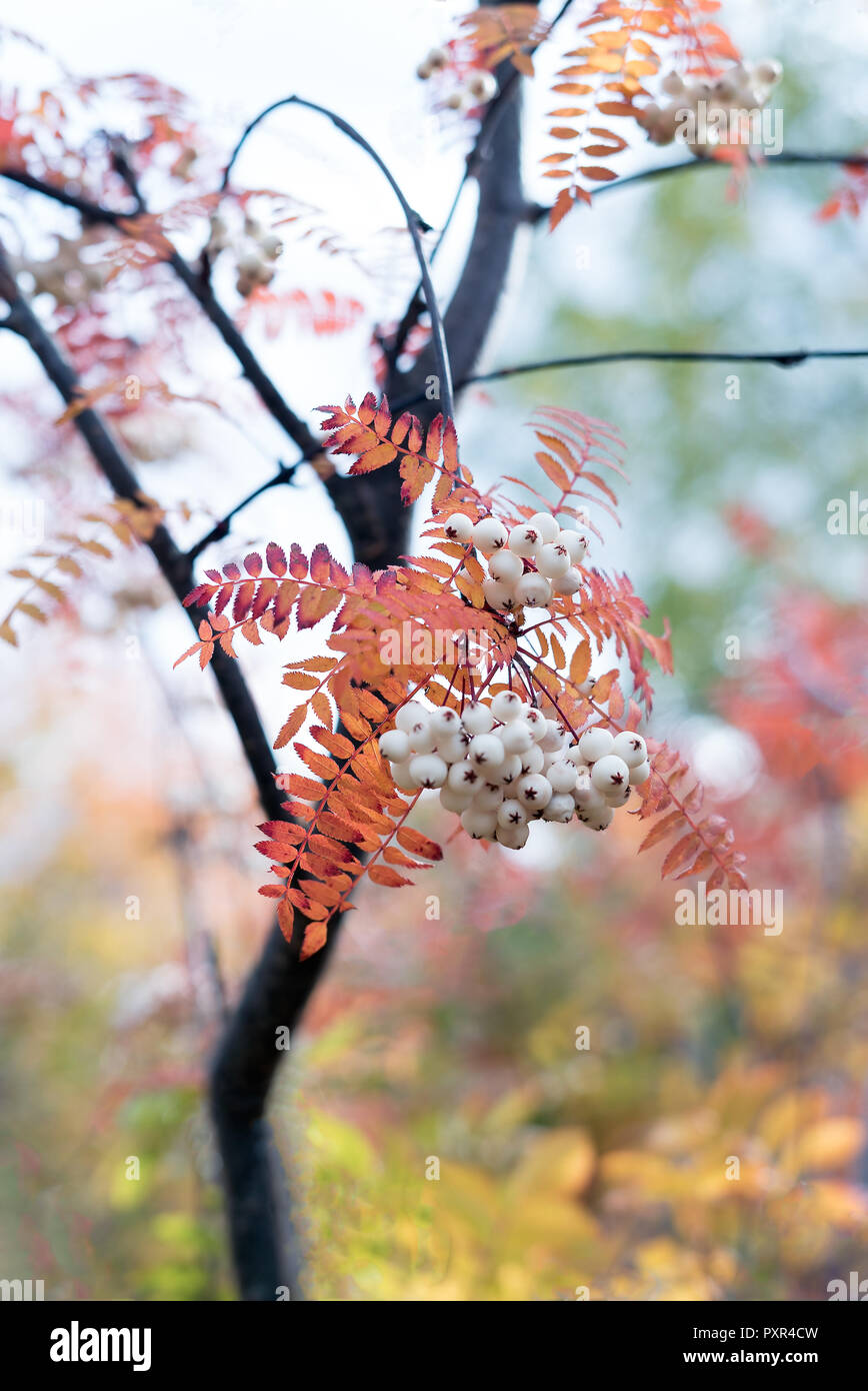 Orange autumn leaves from Koehne mountain ash, White Fruited Chinese Rowan, Sorbus koehneana, with many white berries against blurred background Stock Photo