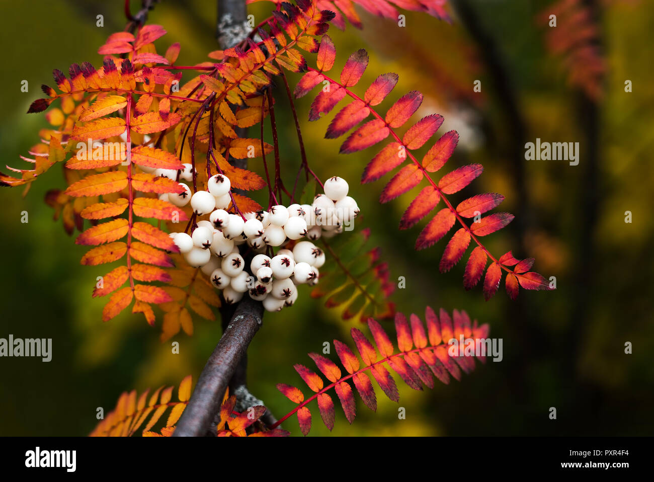 Close up of vibrant colorful autumn leaves from Koehne mountain ash, White Fruited Chinese,Rowan Sorbus koehneana, with many white berries Stock Photo