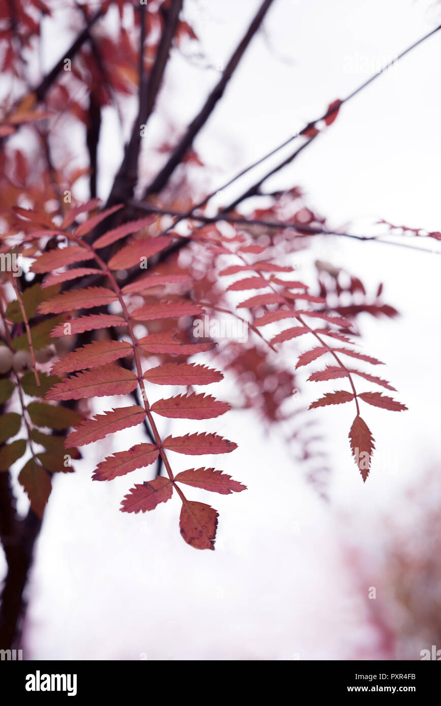 Close up of beautiful golden red autumn leaves from Koehne mountain ash with soft tree branches in front of white background Stock Photo