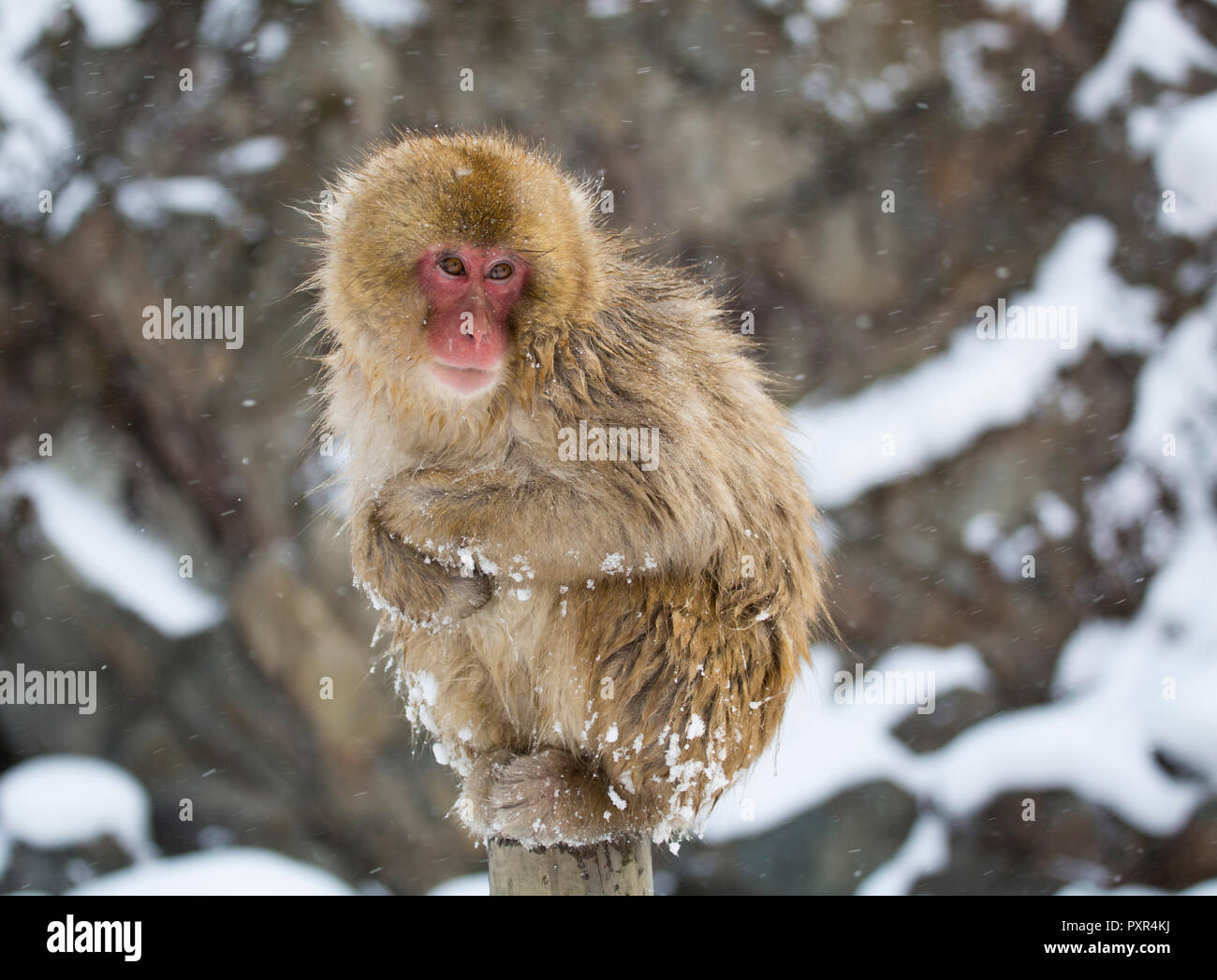 Macaque monkey in the snow near a hot pool, Japan Stock Photo