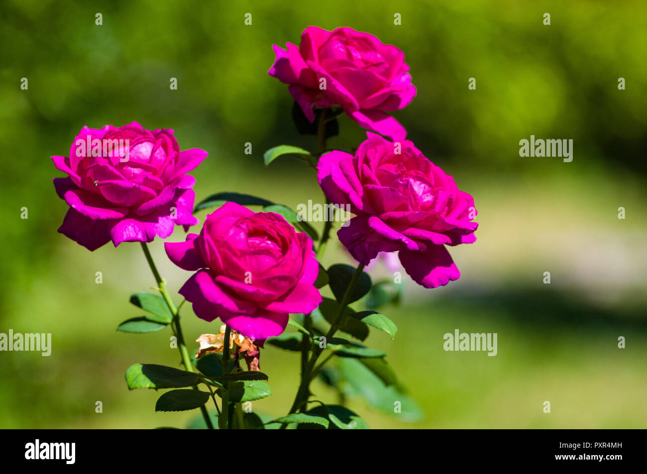 Purple Rose flower on green background. Nature Stock Photo - Alamy