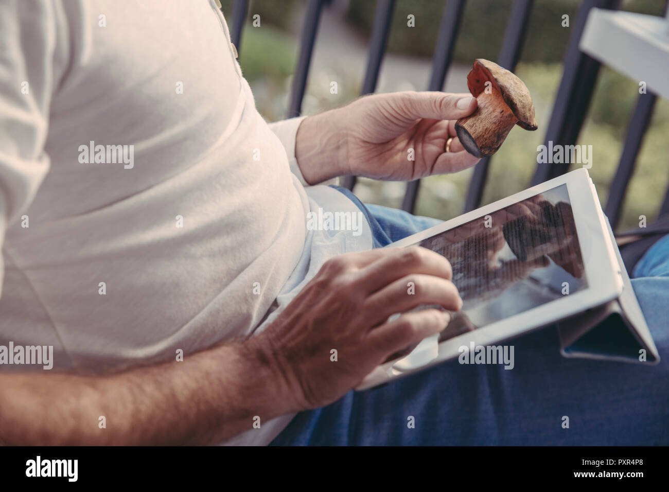 Man using tablet for researching informations about collected mushrooms, partial view Stock Photo