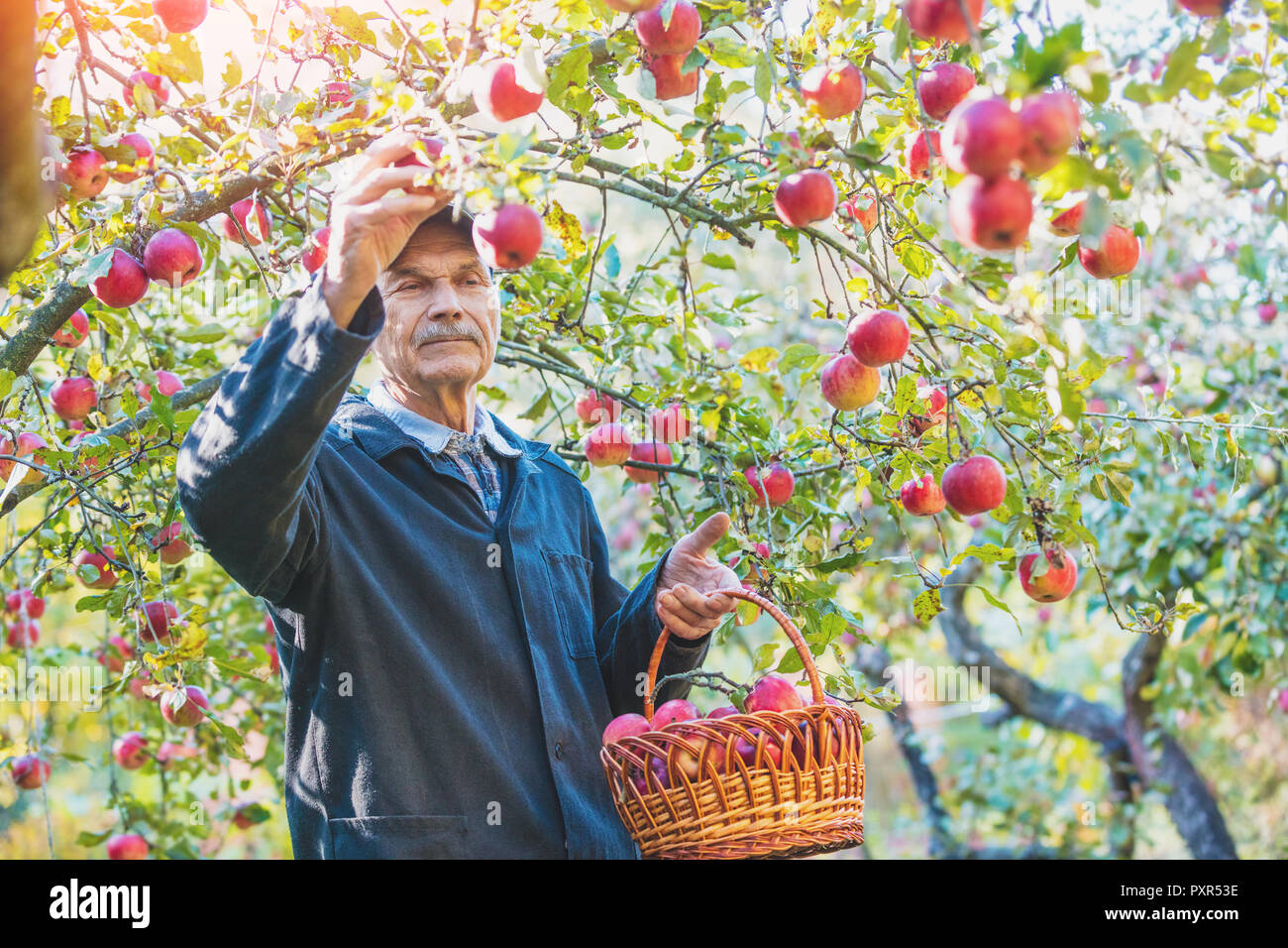 Elderly man harvesting apples in the orchard Stock Photo Alamy