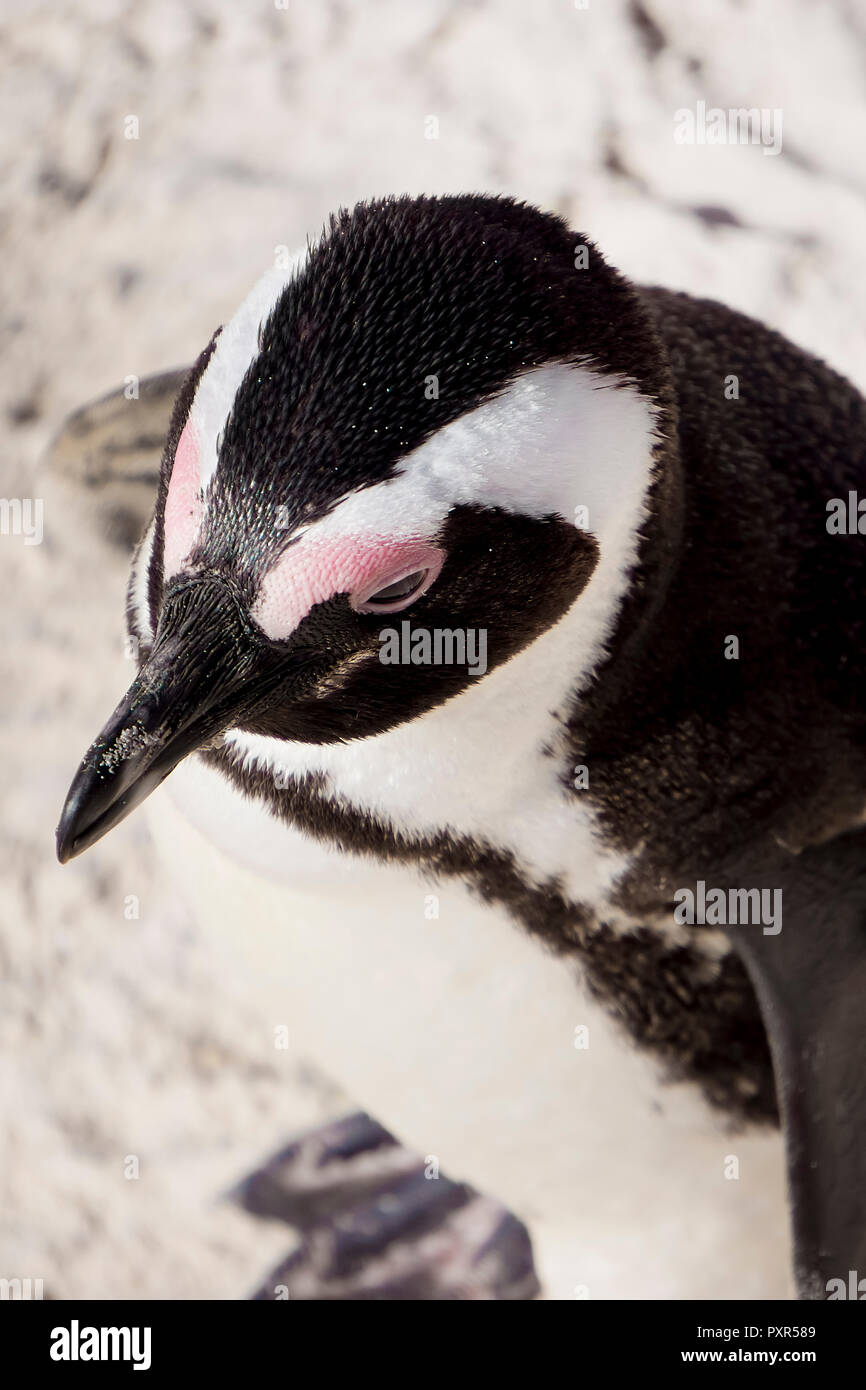 Portrait of black-footed penguin, Spheniscus demersus Stock Photo