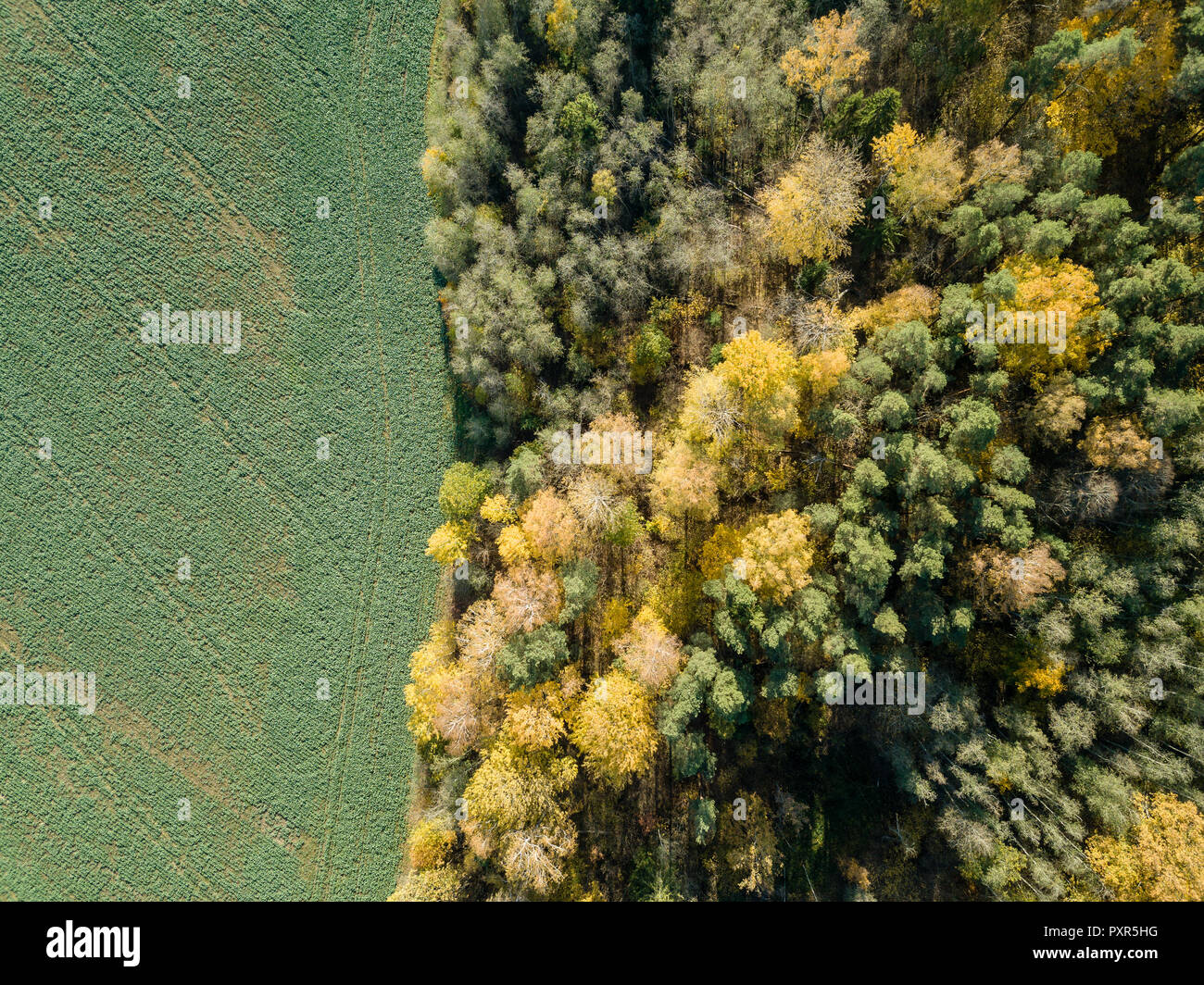 drone image. aerial view of rural area with fields and forests in ...