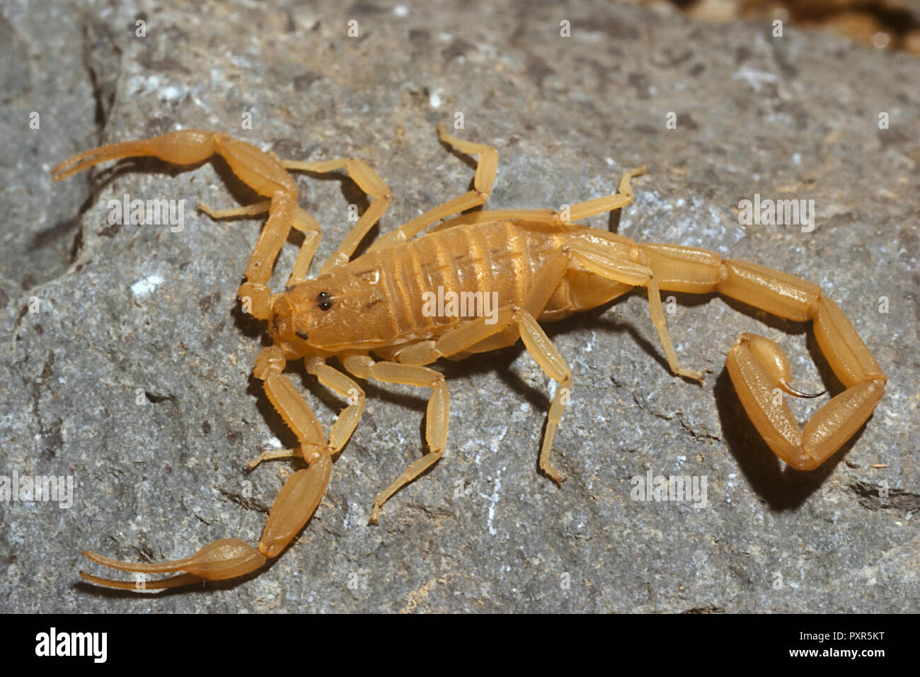 The Bark Scorpion (Centruroides exilicauda) is often found in under rocks during the day (Arizona) Stock Photo