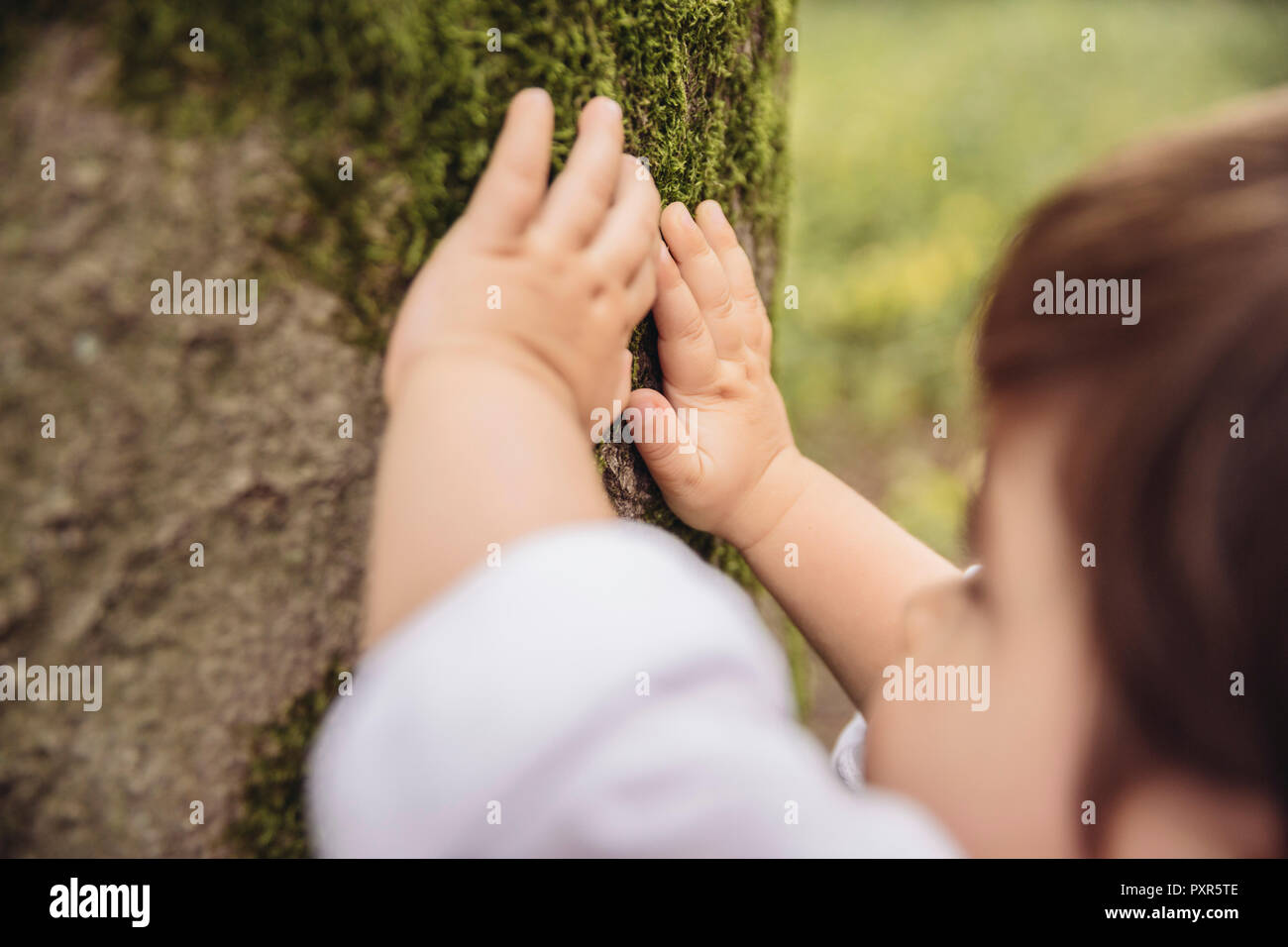 Toddler's hands feeling tree moss in park Stock Photo