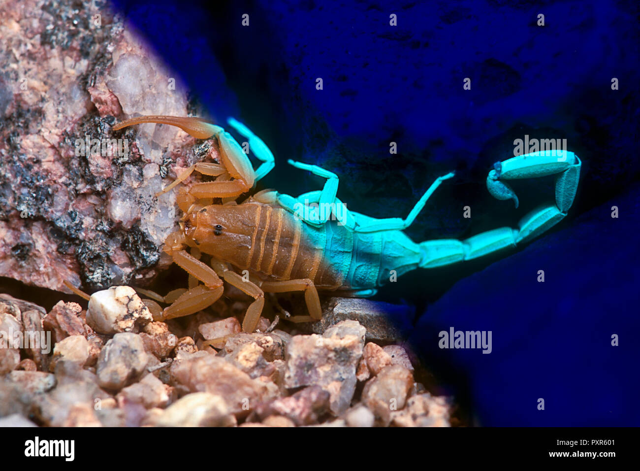 Bark Scorpion (Centruroides exilicauda) under both visible and UV light (Composite, Arizona) Stock Photo