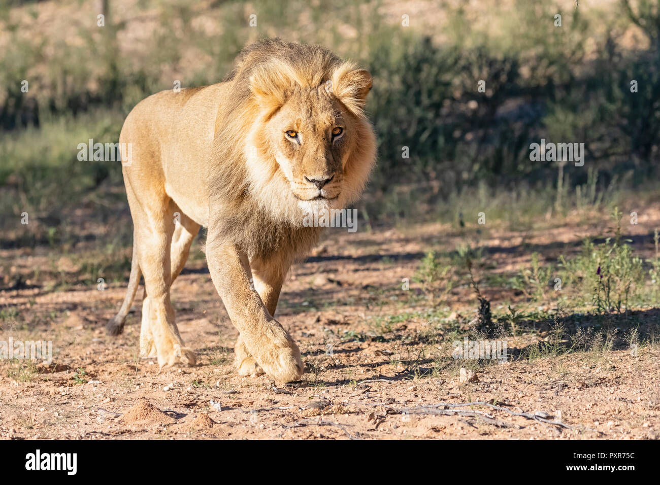 Botswana, Kgalagadi Transfrontier Park, lion, Panthera leo, walking Stock Photo