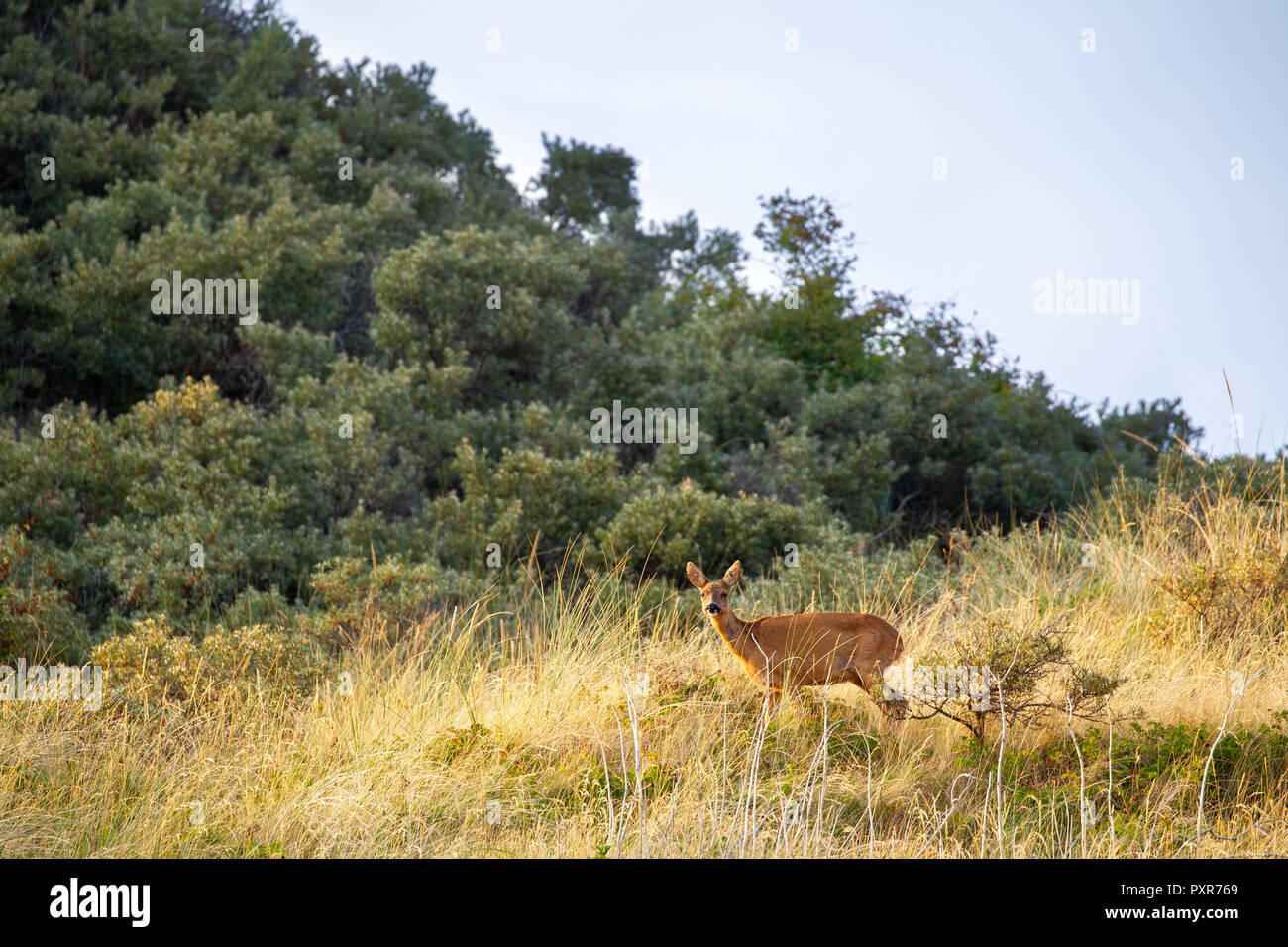 European roe deer (Capreolus capreolus) in the dunes on the East Frisian Island Juist in the North Sea, Germany. Stock Photo