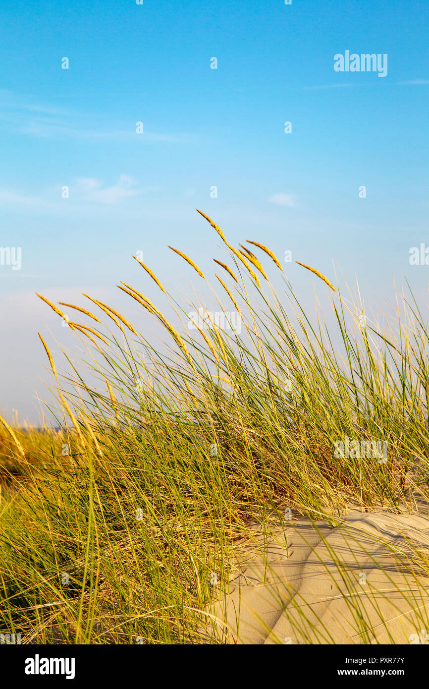Beach grass growing in the dunes on the East Frisian Island Juist in the North Sea, Germany. Stock Photo
