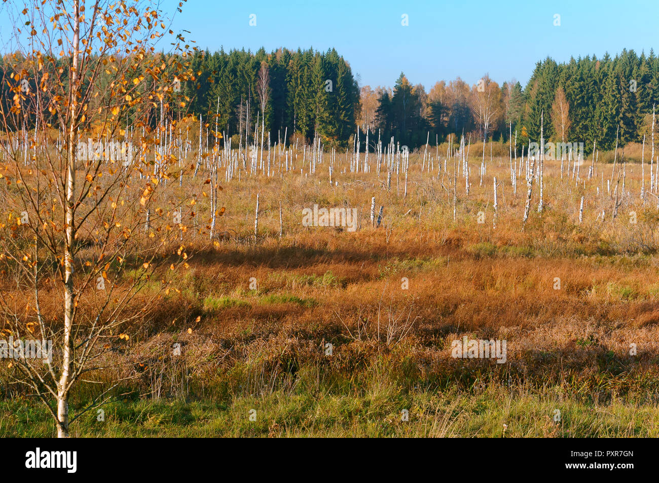 beautiful marsh, dead trees in the swamp, marshland Stock Photo