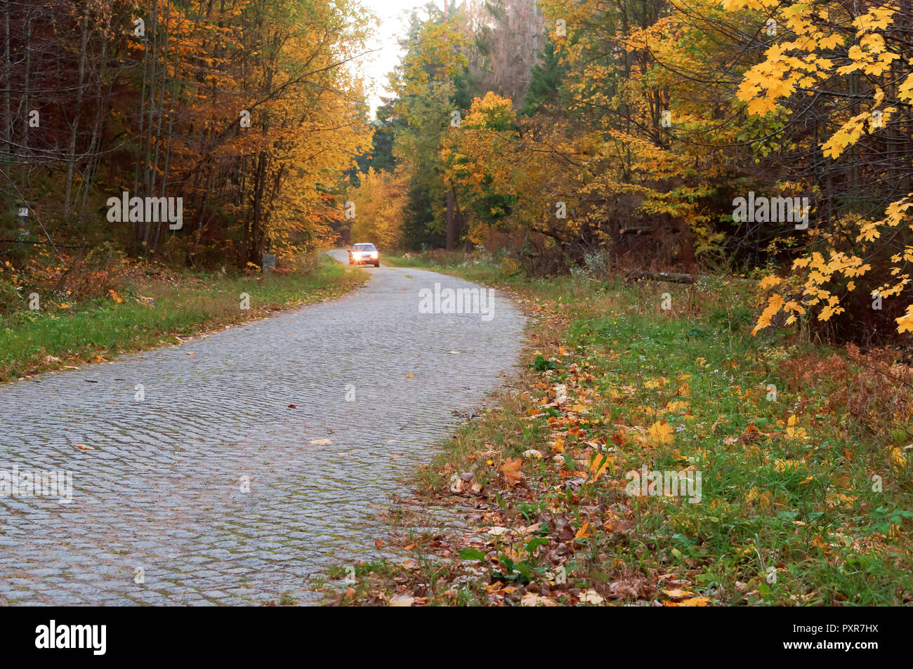 forest road in autumn leaves, autumn landscape, forest trail, rominten forest Stock Photo