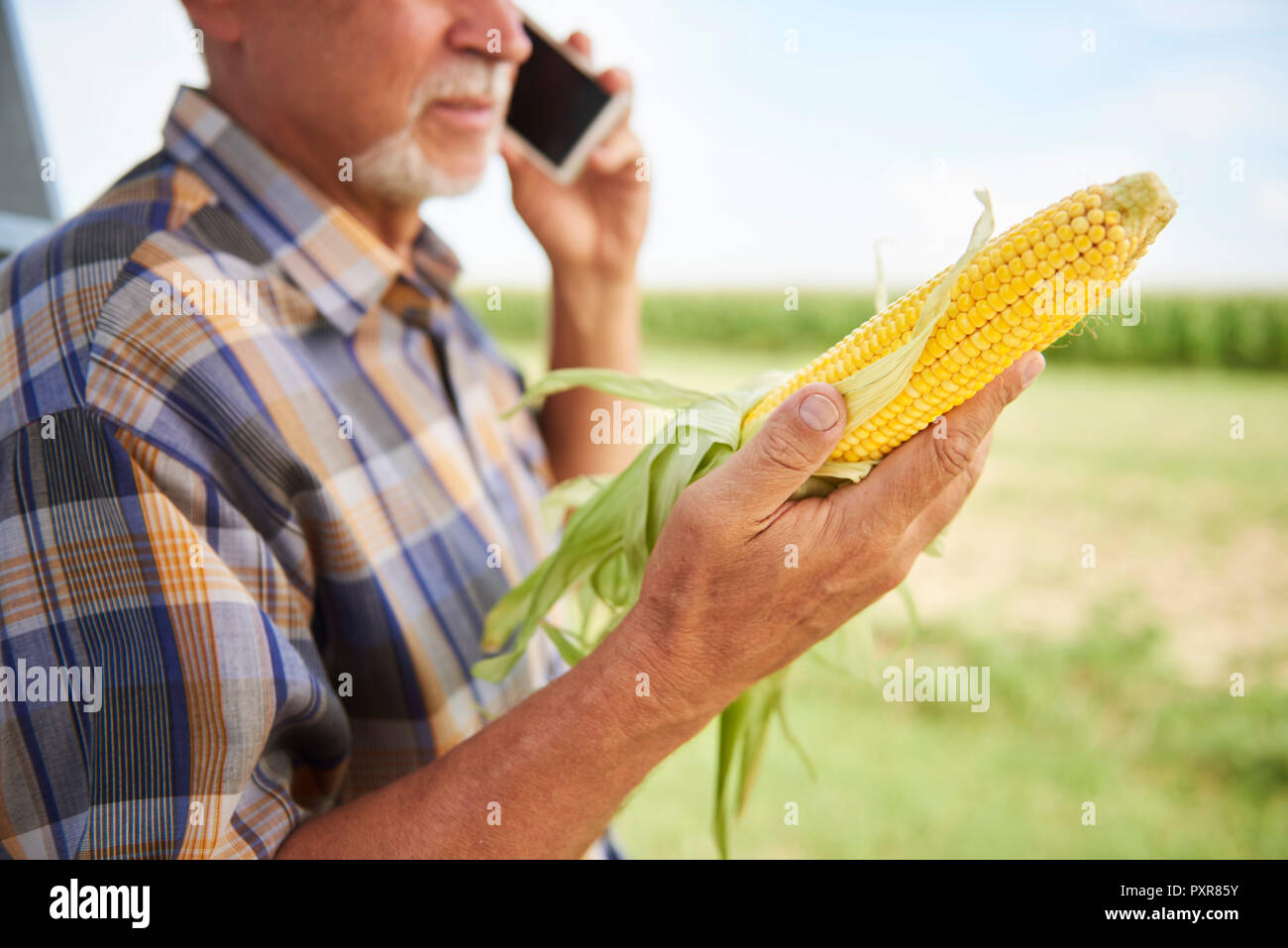 Farmer holding corn cob and talking on cell phone on field Stock Photo