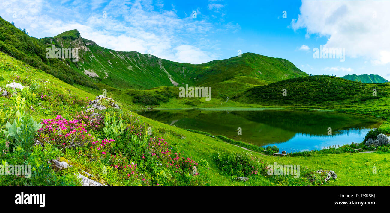 Alpenrosenbluete, Panorama ueber den Schlappoldsee, Allgaeuer Alpen, Allgaeu, Bayern, Deutschland, Europa Stock Photo