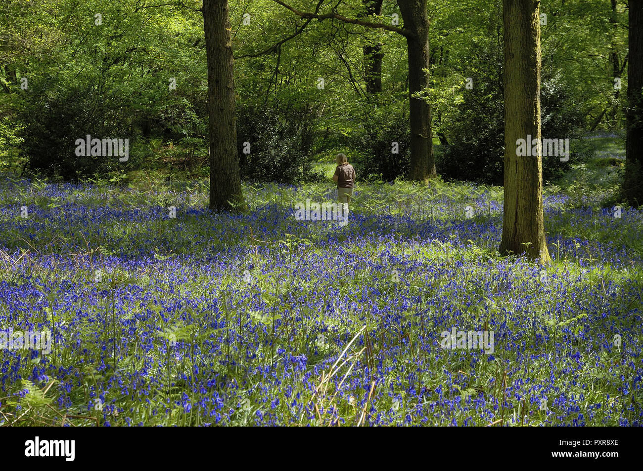 English bluebells in andappledcient woodland Stock Photo