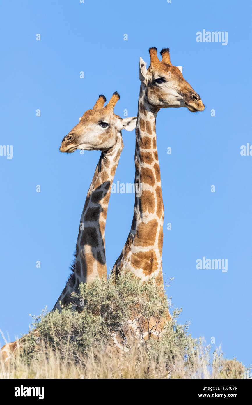 Curious giraffes in nature hi-res stock photography and images - Alamy
